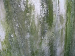 mold_damage