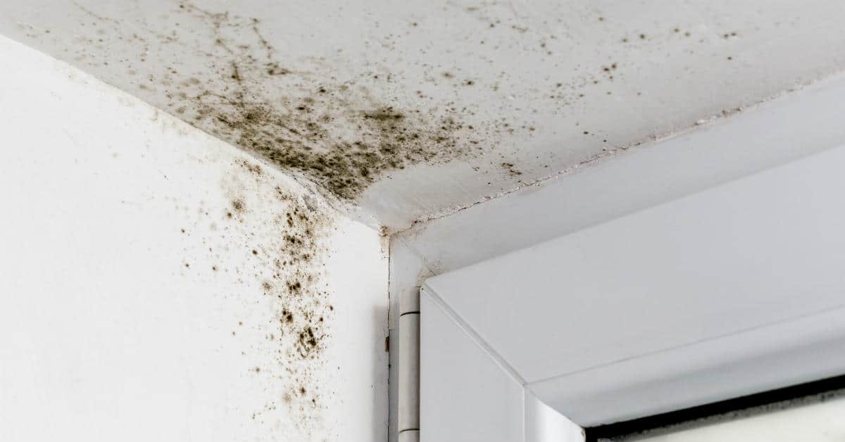 MOLD DAMAGE FLORIDA BOCA RATON