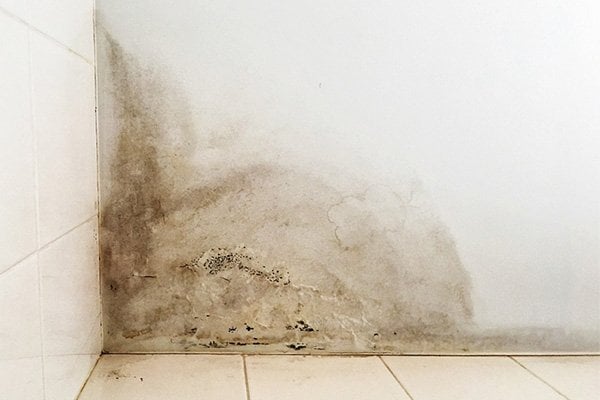 Mold Damage