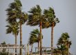 palm trees swaying in wind tropical storm