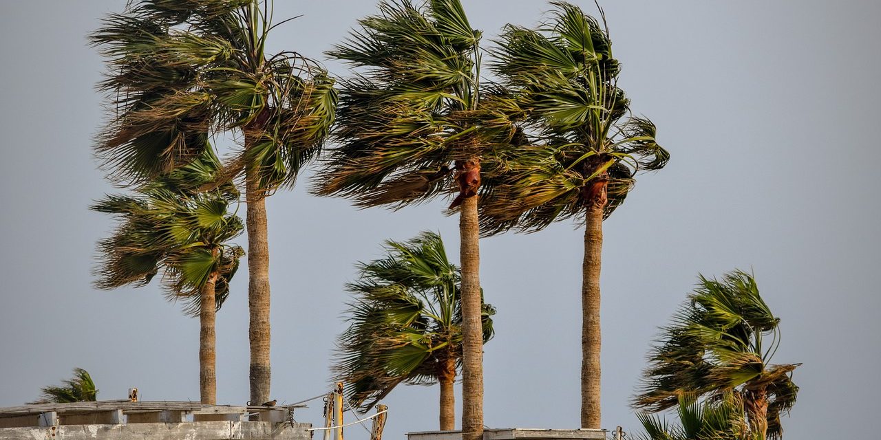 palm trees swaying in wind tropical storm