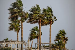 palm trees swaying in wind tropical storm